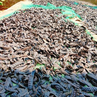 100 hạt giống 🌱bồ hòn