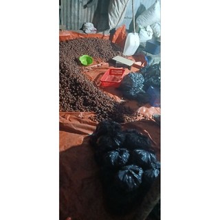 100 hạt giống 🌱bồ hòn