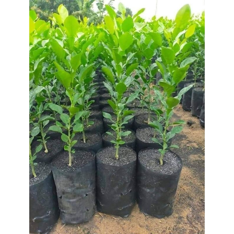 CÂY CHANH CHÚC,hay còn gọi CHANH TRÚC,CHANH THÁI, CAO 50-100CM, CHUAN GIONG 100%