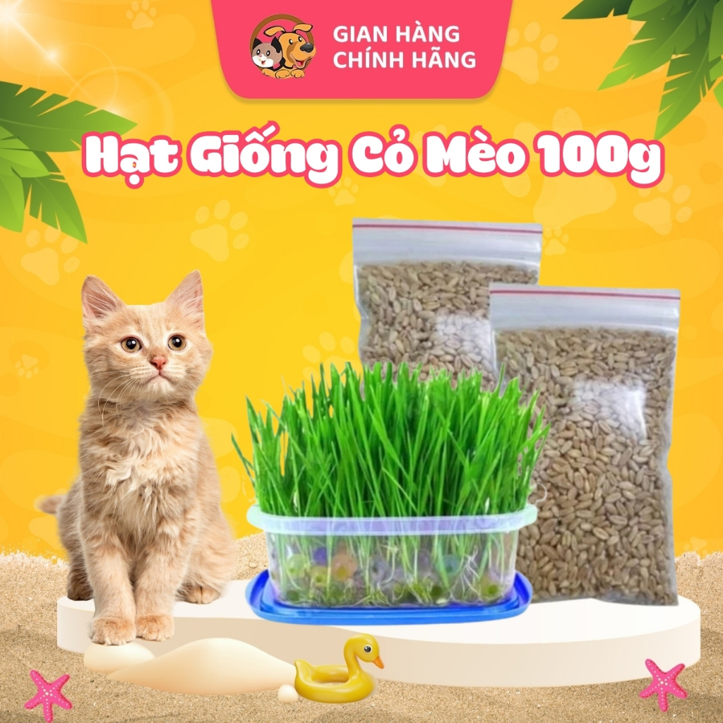 Hạt giống cỏ mèo cao cấp 100gr