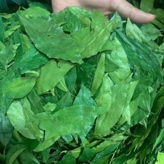 Lá mắc mật sấy lạnh [thơm, xanh, ko cành]