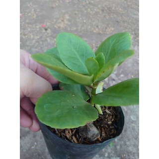 Cây Sống Đời - Cây cảnh mini để bàn