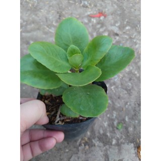 Cây Sống Đời - Cây cảnh mini để bàn