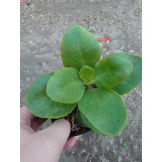 Cây Sống Đời - Cây cảnh mini để bàn