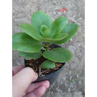 Cây Sống Đời - Cây cảnh mini để bàn