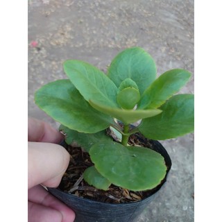 Cây Sống Đời - Cây cảnh mini để bàn