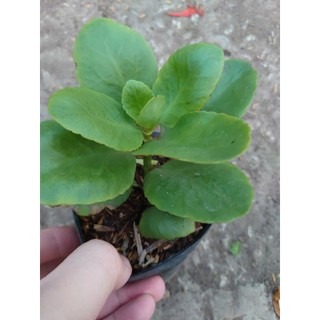 Cây Sống Đời - Cây cảnh mini để bàn