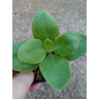 Cây Sống Đời - Cây cảnh mini để bàn