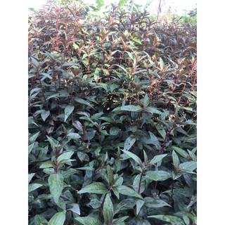 500g lá và ngọn bọ mắm, dòi tím tươi