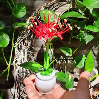 Hoa Đất Sét Mini- Hoa Bỉ Ngạn 15cm