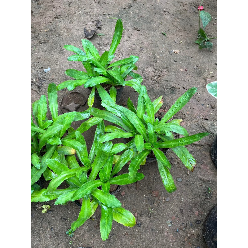 🌱Combo 3 Khóm mùi tàu/ Ngò Gai To đẹp