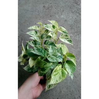 Cây Trầu Bà Sữa - Cây cảnh mini