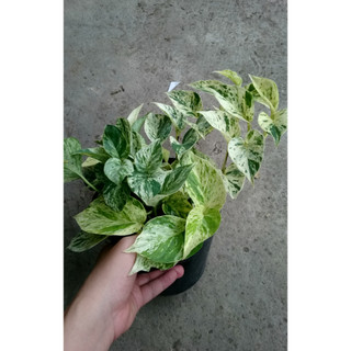 Cây Trầu Bà Sữa - Cây cảnh mini
