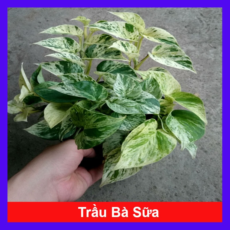 Cây Trầu Bà Sữa - Cây cảnh mini