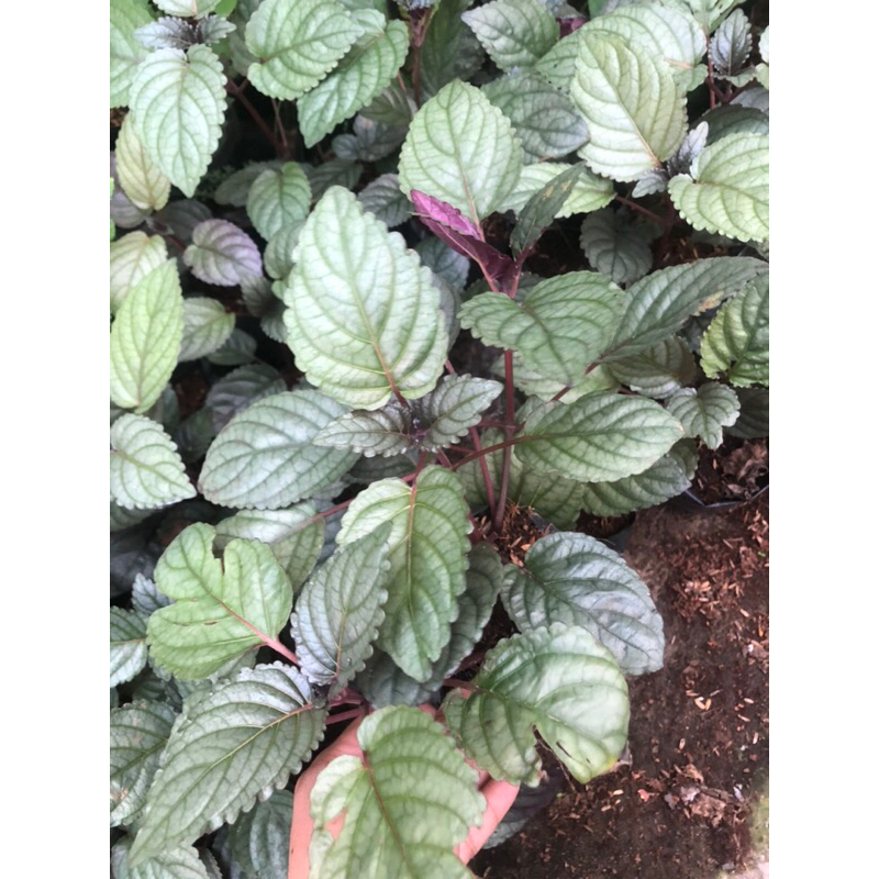 bầu dr thanh giống