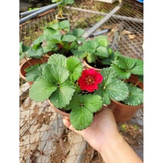 Combo 10 cây mô vỉ Dâu 🍓 Nhật Hoa Đỏ