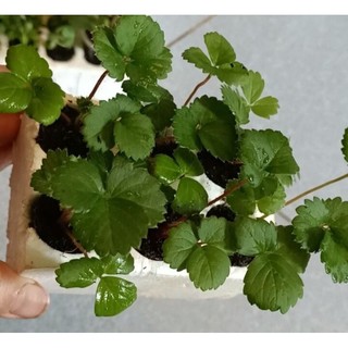 Combo 10 cây mô vỉ Dâu 🍓 Nhật Hoa Đỏ
