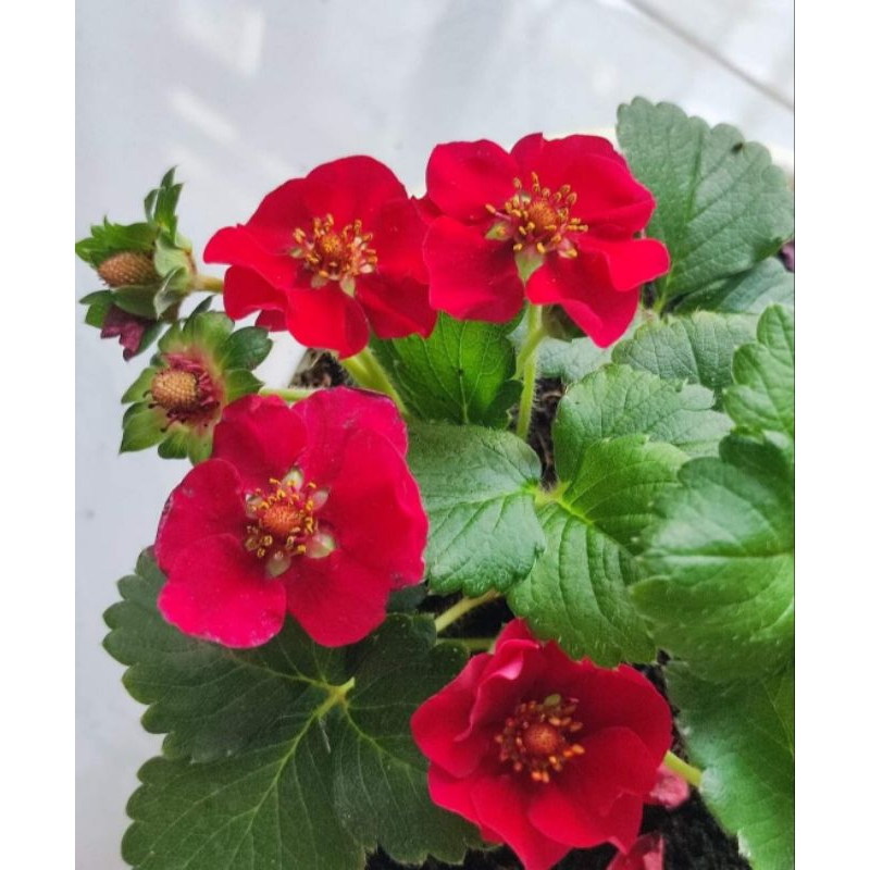 Combo 10 cây mô vỉ Dâu 🍓 Nhật Hoa Đỏ