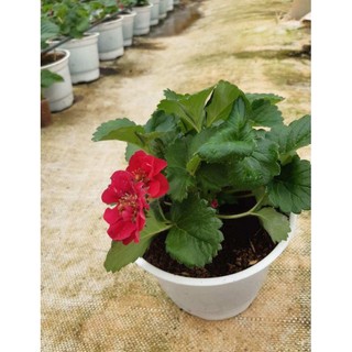 Combo 10 cây mô vỉ Dâu 🍓 Nhật Hoa Đỏ