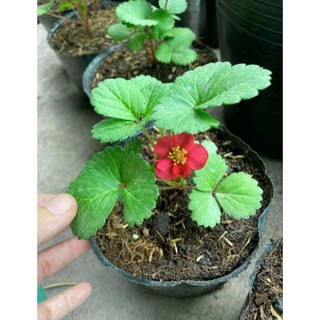 Combo 10 cây mô vỉ Dâu 🍓 Nhật Hoa Đỏ