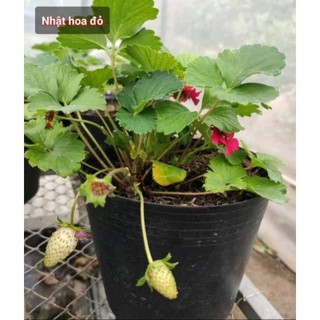 Combo 10 cây mô vỉ Dâu 🍓 Nhật Hoa Đỏ