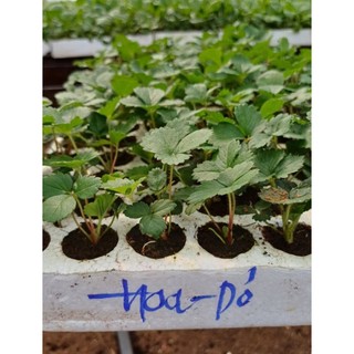 Combo 10 cây mô vỉ Dâu 🍓 Nhật Hoa Đỏ