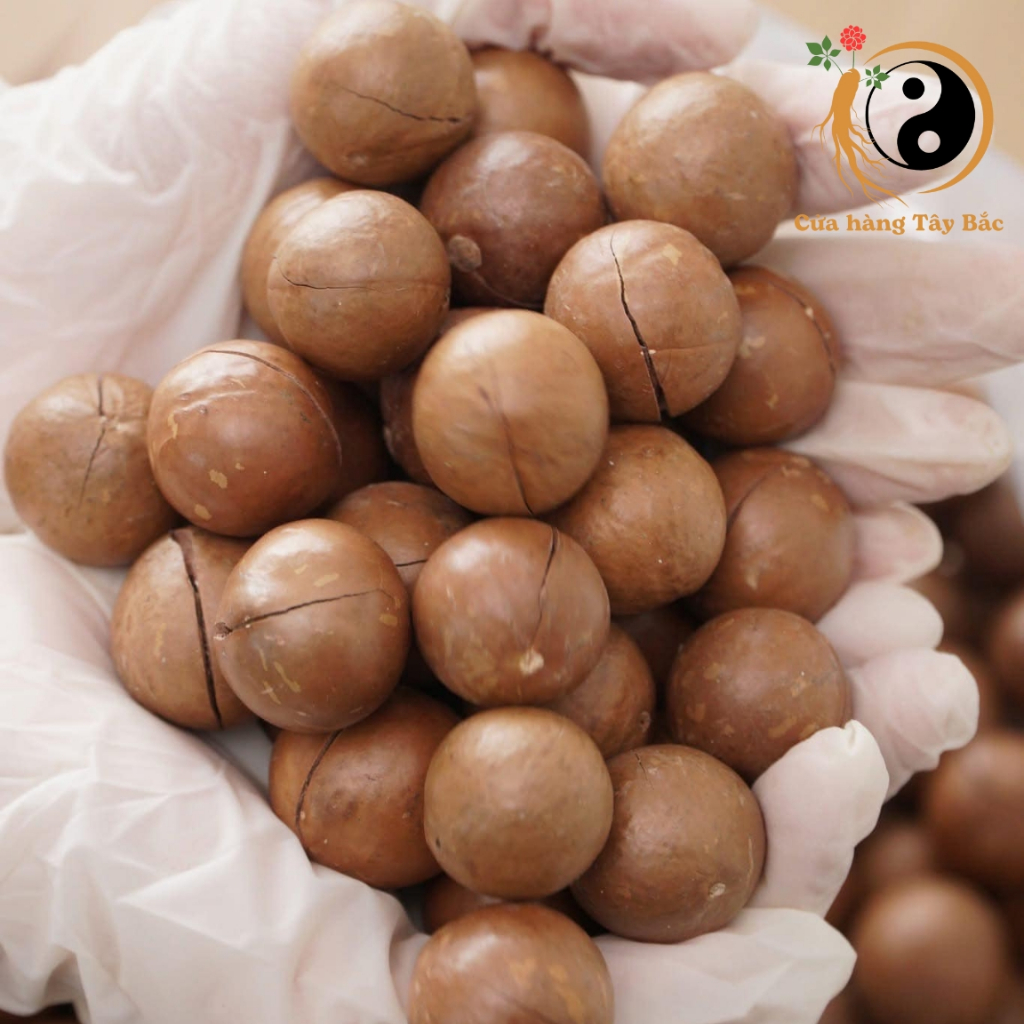 Hạt macca Lai Châu sấy khô nguyên hạt loại 1 làm sữa (500g 1kg) từ hạt quả macca, mắc ca, mac ca hữu