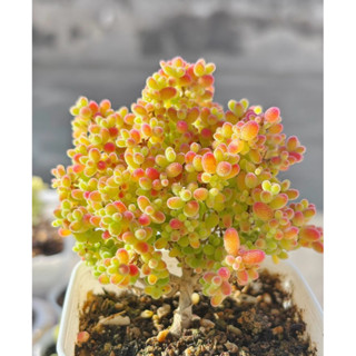  chậu cây sen đá KẸO BỌC ĐƯỜNG siêu dễ thương  hình ảnh thực tế có kích thước rõ ràng  