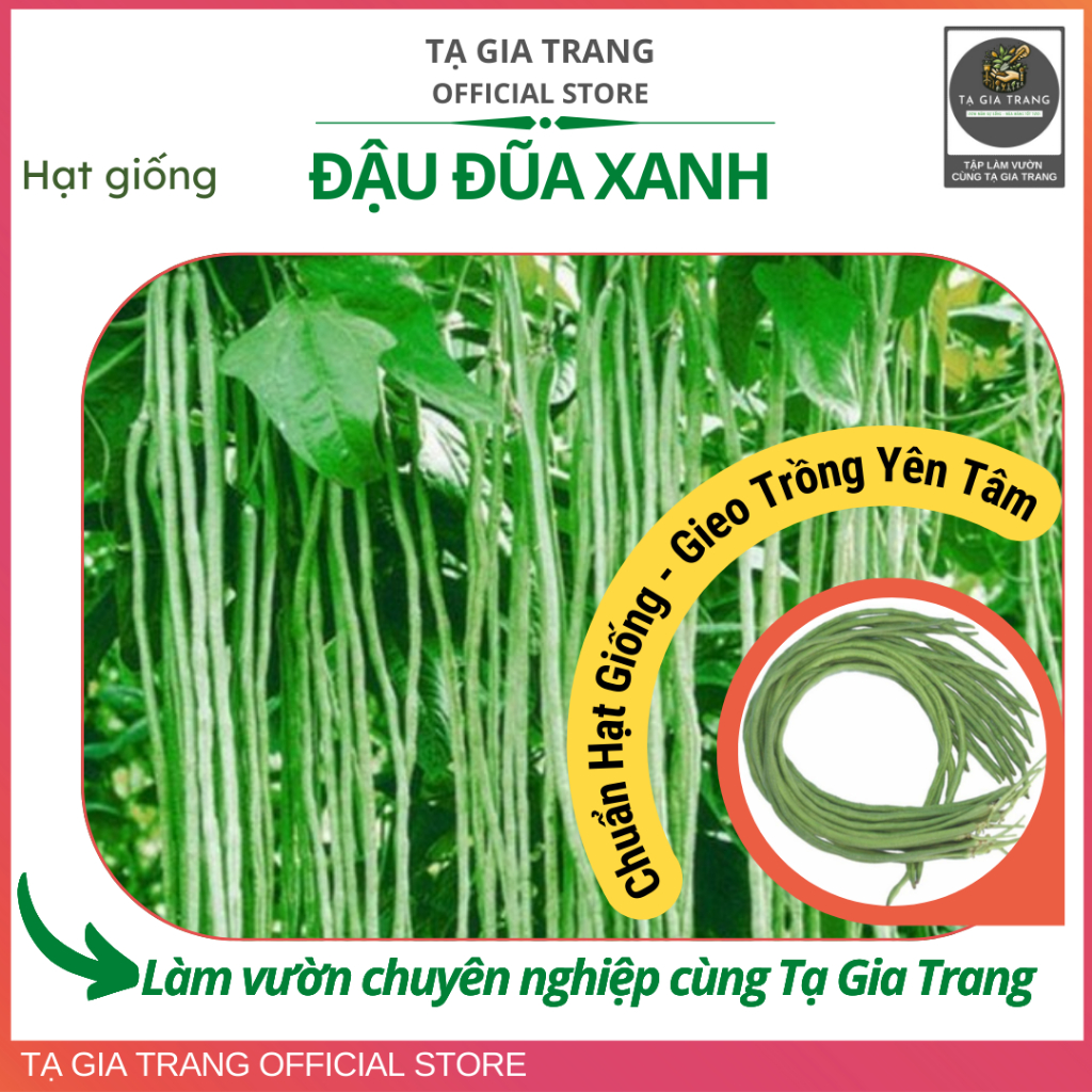.Hạt giống Đậu đũa xanh, quả dài, sinh trưởng khỏe mạnh