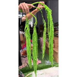 Dền rũ tươi sấy khô nhiều màu ( hàng có sẵn có thể đặt hỏa tốc )