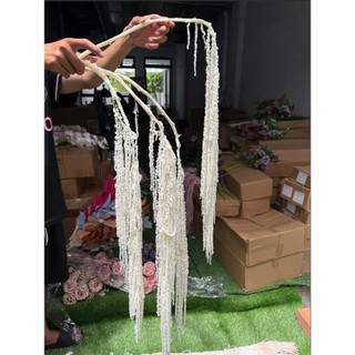 Dền rũ tươi sấy khô nhiều màu ( hàng có sẵn có thể đặt hỏa tốc )