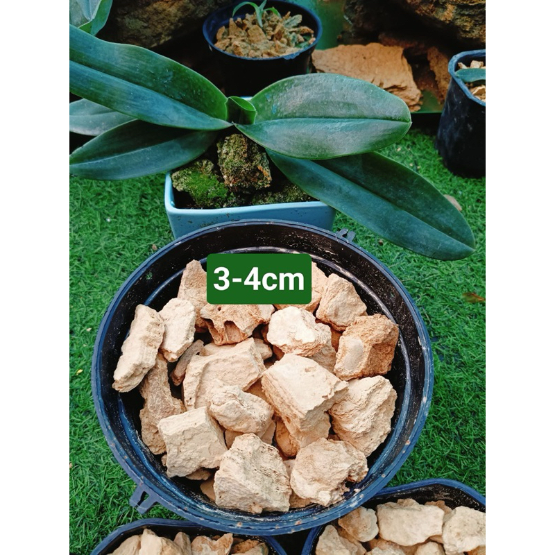 1kg đá thấm thuỷ trồng địa lan, lan hài