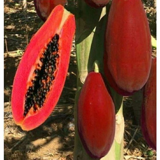 HẠT GIỐNG ĐU ĐỦ VỎ ĐỎ LÙN SIÊU TRÁI ( bao chuân giống)