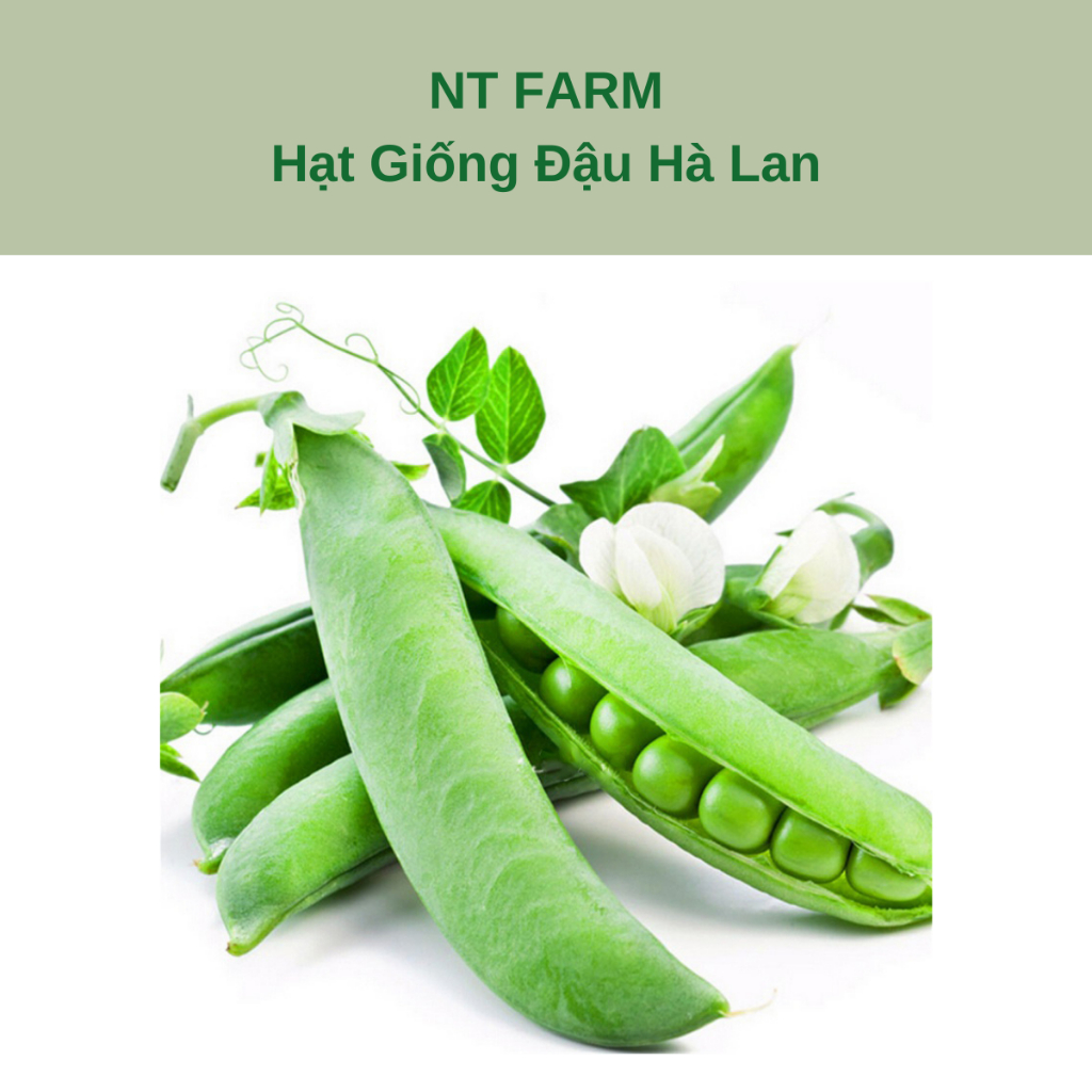 Hạt Giống Đậu Hà Lan