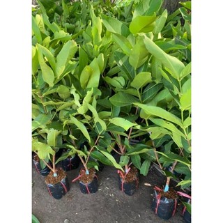Chậu cây mận đỏ an phước ( cây roi đỏ) cao 50-60cm