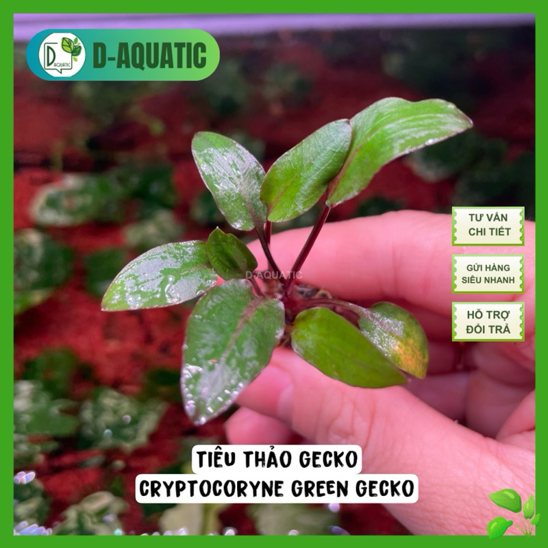 CÂY TIÊU THẢO GECKO - cây thuỷ sinh trang trí tiền cảnh siêu đẹp - Cryptocoryne green gecko