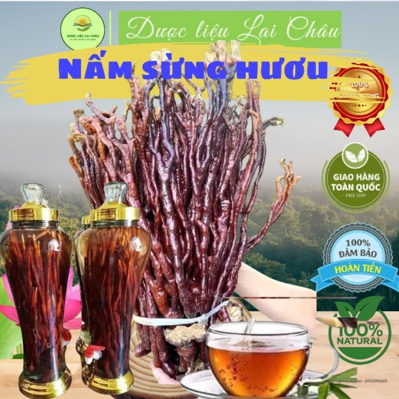 Nấm linh chi sừng hươu