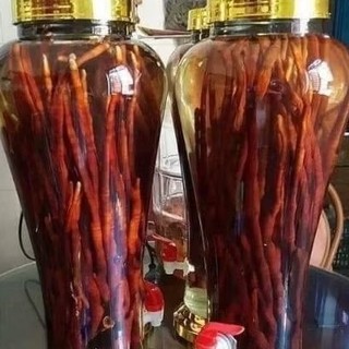Nấm linh chi sừng hươu