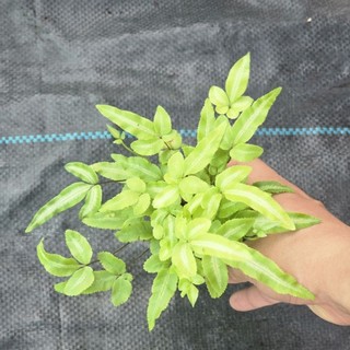 dương cẩm thạch lá dài