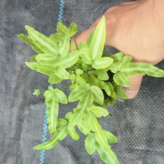 dương cẩm thạch lá dài