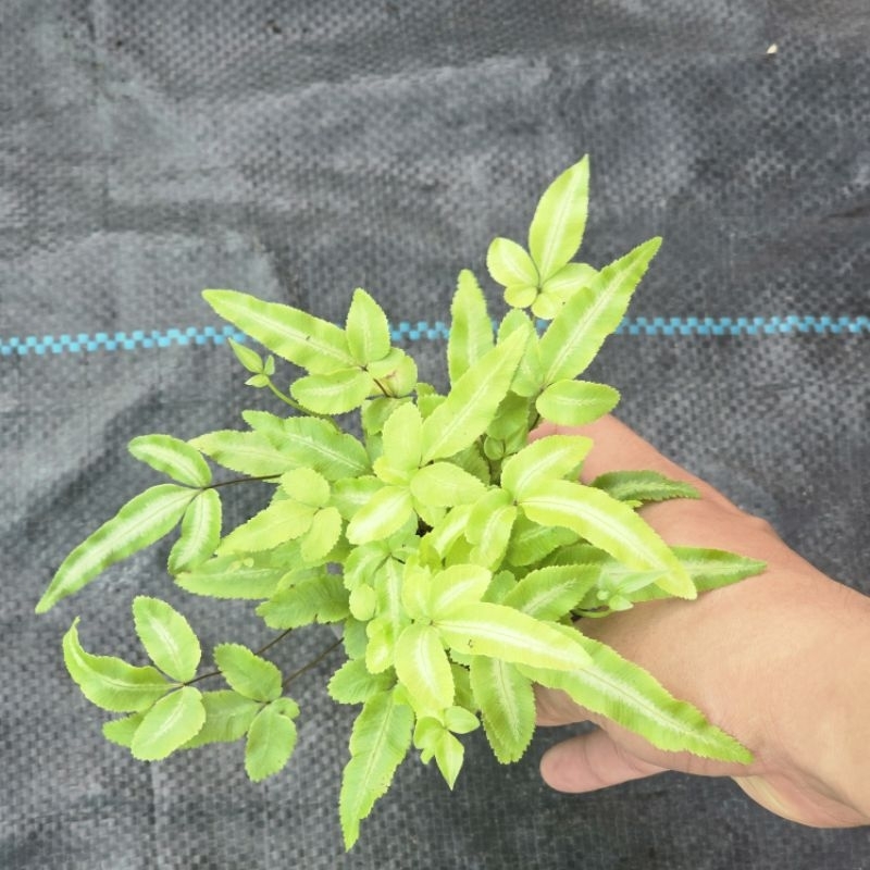 dương cẩm thạch lá dài