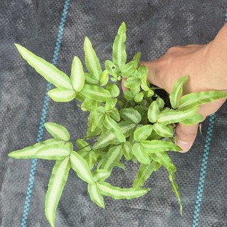 dương cẩm thạch lá dài