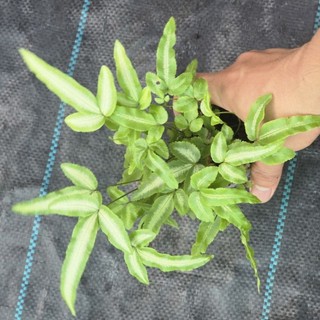 dương cẩm thạch lá dài