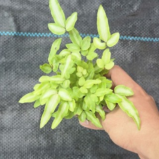 dương cẩm thạch lá dài