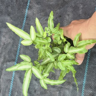 dương cẩm thạch lá dài