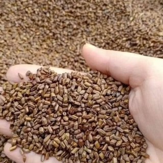Hạt muồng ta (thảo quyết minh) loại pha trà uống.
