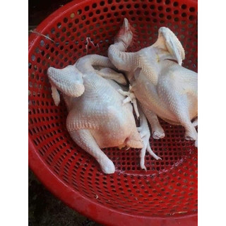 Gà Quê,Chạy Bộ 199k/kg (Ship Hỏa Tốc HN)