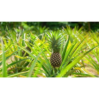 Hương khóm Greenlab - 5ml / 10ml - Hương liệu thiên nhiên trong mỹ phẩm