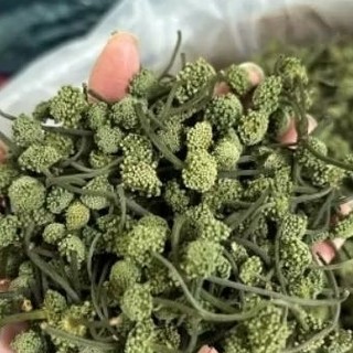 Nụ Tấm Tam thất