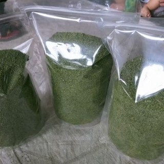 Nụ Tấm Tam thất